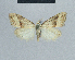  ( - BC ZSM Lep 48332)  @11 [ ] CreativeCommons - Attribution Non-Commercial Share-Alike (2012) Axel Hausmann/Bavarian State Collection of Zoology (ZSM) SNSB, Zoologische Staatssammlung Muenchen
