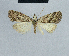  ( - BC ZSM Lep 48333)  @13 [ ] CreativeCommons - Attribution Non-Commercial Share-Alike (2012) Axel Hausmann/Bavarian State Collection of Zoology (ZSM) SNSB, Zoologische Staatssammlung Muenchen