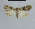  ( - BC ZSM Lep 48334)  @11 [ ] CreativeCommons - Attribution Non-Commercial Share-Alike (2012) Axel Hausmann/Bavarian State Collection of Zoology (ZSM) SNSB, Zoologische Staatssammlung Muenchen