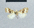  (Nola kihonda - BC ZSM Lep 48336)  @11 [ ] CreativeCommons - Attribution Non-Commercial Share-Alike (2012) Axel Hausmann/Bavarian State Collection of Zoology (ZSM) SNSB, Zoologische Staatssammlung Muenchen