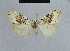  (Nola aberdares - BC ZSM Lep 48337)  @12 [ ] CreativeCommons - Attribution Non-Commercial Share-Alike (2012) Axel Hausmann/Bavarian State Collection of Zoology (ZSM) SNSB, Zoologische Staatssammlung Muenchen