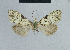  (Nola incognitaHH02 - BC ZSM Lep 48338)  @12 [ ] CreativeCommons - Attribution Non-Commercial Share-Alike (2012) Axel Hausmann/Bavarian State Collection of Zoology (ZSM) SNSB, Zoologische Staatssammlung Muenchen
