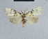  (Nola mesonephele - BC ZSM Lep 48339)  @13 [ ] CreativeCommons - Attribution Non-Commercial Share-Alike (2012) Axel Hausmann/Bavarian State Collection of Zoology (ZSM) SNSB, Zoologische Staatssammlung Muenchen