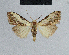  (Nola leucographa - BC ZSM Lep 48341)  @13 [ ] CreativeCommons - Attribution Non-Commercial Share-Alike (2012) Axel Hausmann/Bavarian State Collection of Zoology (ZSM) SNSB, Zoologische Staatssammlung Muenchen