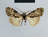  ( - BC ZSM Lep 48342)  @12 [ ] CreativeCommons - Attribution Non-Commercial Share-Alike (2012) Axel Hausmann/Bavarian State Collection of Zoology (ZSM) SNSB, Zoologische Staatssammlung Muenchen