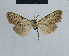  (Nola incognitaHH03 - BC ZSM Lep 48344)  @12 [ ] CreativeCommons - Attribution Non-Commercial Share-Alike (2012) Axel Hausmann/Bavarian State Collection of Zoology (ZSM) SNSB, Zoologische Staatssammlung Muenchen