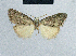  (Nola oligostigma - BC ZSM Lep 48345)  @11 [ ] CreativeCommons - Attribution Non-Commercial Share-Alike (2012) Axel Hausmann/Bavarian State Collection of Zoology (ZSM) SNSB, Zoologische Staatssammlung Muenchen