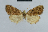  (Nola pallidifuscata - BC ZSM Lep 48346)  @13 [ ] CreativeCommons - Attribution Non-Commercial Share-Alike (2012) Axel Hausmann/Bavarian State Collection of Zoology (ZSM) SNSB, Zoologische Staatssammlung Muenchen