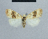  ( - BC ZSM Lep 48348)  @11 [ ] CreativeCommons - Attribution Non-Commercial Share-Alike (2012) Axel Hausmann/Bavarian State Collection of Zoology (ZSM) SNSB, Zoologische Staatssammlung Muenchen