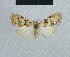  ( - BC ZSM Lep 48349)  @11 [ ] CreativeCommons - Attribution Non-Commercial Share-Alike (2012) Axel Hausmann/Bavarian State Collection of Zoology (ZSM) SNSB, Zoologische Staatssammlung Muenchen