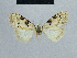  ( - BC ZSM Lep 48350)  @13 [ ] CreativeCommons - Attribution Non-Commercial Share-Alike (2012) Axel Hausmann/Bavarian State Collection of Zoology (ZSM) SNSB, Zoologische Staatssammlung Muenchen
