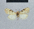  ( - BC ZSM Lep 48351)  @11 [ ] CreativeCommons - Attribution Non-Commercial Share-Alike (2012) Axel Hausmann/Bavarian State Collection of Zoology (ZSM) SNSB, Zoologische Staatssammlung Muenchen