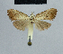  (Nola incognitaHH04 - BC ZSM Lep 48353)  @13 [ ] CreativeCommons - Attribution Non-Commercial Share-Alike (2012) Axel Hausmann/Bavarian State Collection of Zoology (ZSM) SNSB, Zoologische Staatssammlung Muenchen