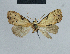  (Nola decima - BC ZSM Lep 48354)  @12 [ ] CreativeCommons - Attribution Non-Commercial Share-Alike (2012) Axel Hausmann/Bavarian State Collection of Zoology (ZSM) SNSB, Zoologische Staatssammlung Muenchen