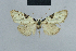  ( - BC ZSM Lep 48355)  @12 [ ] CreativeCommons - Attribution Non-Commercial Share-Alike (2012) Axel Hausmann/Bavarian State Collection of Zoology (ZSM) SNSB, Zoologische Staatssammlung Muenchen