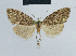  (Nola ckenya - BC ZSM Lep 48357)  @14 [ ] CreativeCommons - Attribution Non-Commercial Share-Alike (2012) Axel Hausmann/Bavarian State Collection of Zoology (ZSM) SNSB, Zoologische Staatssammlung Muenchen