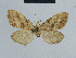  (Nola rwandanyungwe - BC ZSM Lep 48358)  @12 [ ] CreativeCommons - Attribution Non-Commercial Share-Alike (2012) Axel Hausmann/Bavarian State Collection of Zoology (ZSM) SNSB, Zoologische Staatssammlung Muenchen