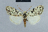  (Nola melanosticta - BC ZSM Lep 48360)  @13 [ ] CreativeCommons - Attribution Non-Commercial Share-Alike (2012) Axel Hausmann/Bavarian State Collection of Zoology (ZSM) SNSB, Zoologische Staatssammlung Muenchen