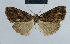  (Nola kenya - BC ZSM Lep 48363)  @12 [ ] CreativeCommons - Attribution Non-Commercial Share-Alike (2012) Axel Hausmann/Bavarian State Collection of Zoology (ZSM) SNSB, Zoologische Staatssammlung Muenchen