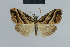  (Nola ochrostigma - BC ZSM Lep 48364)  @13 [ ] CreativeCommons - Attribution Non-Commercial Share-Alike (2012) Axel Hausmann/Bavarian State Collection of Zoology (ZSM) SNSB, Zoologische Staatssammlung Muenchen