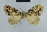  (Nola rwanda - BC ZSM Lep 48365)  @13 [ ] CreativeCommons - Attribution Non-Commercial Share-Alike (2012) Axel Hausmann/Bavarian State Collection of Zoology (ZSM) SNSB, Zoologische Staatssammlung Muenchen