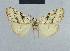  (Nola wkanya - BC ZSM Lep 48366)  @12 [ ] CreativeCommons - Attribution Non-Commercial Share-Alike (2012) Axel Hausmann/Bavarian State Collection of Zoology (ZSM) SNSB, Zoologische Staatssammlung Muenchen