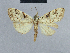  (Nola katanga - BC ZSM Lep 48367)  @13 [ ] CreativeCommons - Attribution Non-Commercial Share-Alike (2012) Axel Hausmann/Bavarian State Collection of Zoology (ZSM) SNSB, Zoologische Staatssammlung Muenchen