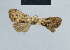  (Nola sunyani - BC ZSM Lep 48370)  @12 [ ] CreativeCommons - Attribution Non-Commercial Share-Alike (2012) Axel Hausmann/Bavarian State Collection of Zoology (ZSM) SNSB, Zoologische Staatssammlung Muenchen