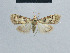  ( - BC ZSM Lep 48371)  @11 [ ] CreativeCommons - Attribution Non-Commercial Share-Alike (2012) Axel Hausmann/Bavarian State Collection of Zoology (ZSM) SNSB, Zoologische Staatssammlung Muenchen