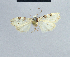  ( - BC ZSM Lep 48372)  @13 [ ] CreativeCommons - Attribution Non-Commercial Share-Alike (2012) Axel Hausmann/Bavarian State Collection of Zoology (ZSM) SNSB, Zoologische Staatssammlung Muenchen
