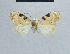 ( - BC ZSM Lep 48373)  @13 [ ] CreativeCommons - Attribution Non-Commercial Share-Alike (2012) Axel Hausmann/Bavarian State Collection of Zoology (ZSM) SNSB, Zoologische Staatssammlung Muenchen