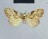  ( - BC ZSM Lep 48374)  @12 [ ] CreativeCommons - Attribution Non-Commercial Share-Alike (2012) Axel Hausmann/Bavarian State Collection of Zoology (ZSM) SNSB, Zoologische Staatssammlung Muenchen