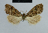  (Nola genitalana - BC ZSM Lep 48376)  @13 [ ] CreativeCommons - Attribution Non-Commercial Share-Alike (2012) Axel Hausmann/Bavarian State Collection of Zoology (ZSM) SNSB, Zoologische Staatssammlung Muenchen