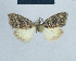  (Nola synethes - BC ZSM Lep 48377)  @13 [ ] CreativeCommons - Attribution Non-Commercial Share-Alike (2012) Axel Hausmann/Bavarian State Collection of Zoology (ZSM) SNSB, Zoologische Staatssammlung Muenchen