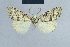  ( - BC ZSM Lep 48378)  @11 [ ] CreativeCommons - Attribution Non-Commercial Share-Alike (2012) Axel Hausmann/Bavarian State Collection of Zoology (ZSM) SNSB, Zoologische Staatssammlung Muenchen