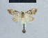  (Nola cameroon - BC ZSM Lep 48379)  @12 [ ] CreativeCommons - Attribution Non-Commercial Share-Alike (2012) Axel Hausmann/Bavarian State Collection of Zoology (ZSM) SNSB, Zoologische Staatssammlung Muenchen