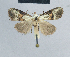  ( - BC ZSM Lep 48381)  @13 [ ] CreativeCommons - Attribution Non-Commercial Share-Alike (2012) Axel Hausmann/Bavarian State Collection of Zoology (ZSM) SNSB, Zoologische Staatssammlung Muenchen