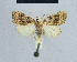  (Nola udzwungwa - BC ZSM Lep 48382)  @14 [ ] CreativeCommons - Attribution Non-Commercial Share-Alike (2012) Axel Hausmann/Bavarian State Collection of Zoology (ZSM) SNSB, Zoologische Staatssammlung Muenchen