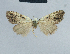  ( - BC ZSM Lep 48383)  @12 [ ] CreativeCommons - Attribution Non-Commercial Share-Alike (2012) Axel Hausmann/Bavarian State Collection of Zoology (ZSM) SNSB, Zoologische Staatssammlung Muenchen
