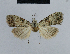  (Nola tanzania - BC ZSM Lep 48384)  @13 [ ] CreativeCommons - Attribution Non-Commercial Share-Alike (2012) Axel Hausmann/Bavarian State Collection of Zoology (ZSM) SNSB, Zoologische Staatssammlung Muenchen