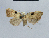  (Nola congo - BC ZSM Lep 48385)  @13 [ ] CreativeCommons - Attribution Non-Commercial Share-Alike (2012) Axel Hausmann/Bavarian State Collection of Zoology (ZSM) SNSB, Zoologische Staatssammlung Muenchen