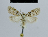  (Nola musculella - BC ZSM Lep 48387)  @13 [ ] CreativeCommons - Attribution Non-Commercial Share-Alike (2012) Axel Hausmann/Bavarian State Collection of Zoology (ZSM) SNSB, Zoologische Staatssammlung Muenchen