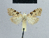  ( - BC ZSM Lep 48388)  @13 [ ] CreativeCommons - Attribution Non-Commercial Share-Alike (2012) Axel Hausmann/Bavarian State Collection of Zoology (ZSM) SNSB, Zoologische Staatssammlung Muenchen