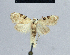  (Nola melanoscelis - BC ZSM Lep 48390)  @14 [ ] CreativeCommons - Attribution Non-Commercial Share-Alike (2012) Axel Hausmann/Bavarian State Collection of Zoology (ZSM) SNSB, Zoologische Staatssammlung Muenchen