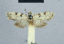  ( - BC ZSM Lep 48391)  @12 [ ] CreativeCommons - Attribution Non-Commercial Share-Alike (2012) Axel Hausmann/Bavarian State Collection of Zoology (ZSM) SNSB, Zoologische Staatssammlung Muenchen
