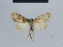  ( - BC ZSM Lep 48393)  @11 [ ] CreativeCommons - Attribution Non-Commercial Share-Alike (2012) Axel Hausmann/Bavarian State Collection of Zoology (ZSM) SNSB, Zoologische Staatssammlung Muenchen