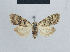  ( - BC ZSM Lep 48394)  @13 [ ] CreativeCommons - Attribution Non-Commercial Share-Alike (2012) Axel Hausmann/Bavarian State Collection of Zoology (ZSM) SNSB, Zoologische Staatssammlung Muenchen