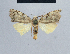  (Nola triangulalis - BC ZSM Lep 48395)  @14 [ ] CreativeCommons - Attribution Non-Commercial Share-Alike (2012) Axel Hausmann/Bavarian State Collection of Zoology (ZSM) SNSB, Zoologische Staatssammlung Muenchen