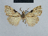  (Nola praefica - BC ZSM Lep 48396)  @13 [ ] CreativeCommons - Attribution Non-Commercial Share-Alike (2012) Axel Hausmann/Bavarian State Collection of Zoology (ZSM) SNSB, Zoologische Staatssammlung Muenchen