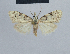  (Nola biangulata - BC ZSM Lep 48397)  @13 [ ] CreativeCommons - Attribution Non-Commercial Share-Alike (2012) Axel Hausmann/Bavarian State Collection of Zoology (ZSM) SNSB, Zoologische Staatssammlung Muenchen